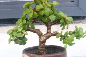 金枝玉叶的种植方法与时间（从选苗到养护，一步步教你种出美丽的金枝玉叶）