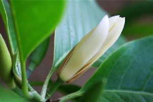 白兰花叶子下垂，怎么办？（教你轻松解决白兰花叶子下垂的问题）