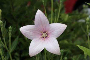 探寻橘子香的花语——桔梗（解读桔梗的15种花语，让你了解不一样的它）