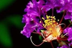 讽刺之花——马蹄莲花语（揭露虚伪的面具，谴责伪善的行径）