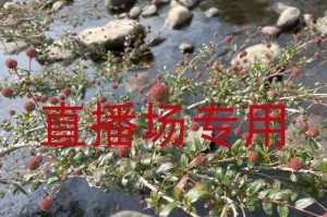 水杨梅水养全攻略（水杨梅水养的好处和方法，从栽培到收成的详细介绍）