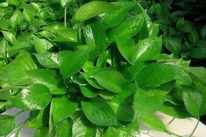 平安树的浇水方法（用啤酒为平安树添“香”）