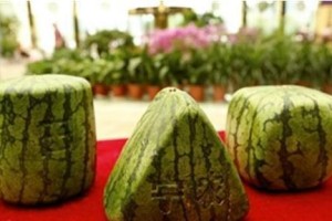 西瓜的形状（从圆形到椭圆形，一切关于西瓜形状的秘密）