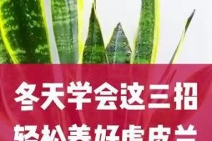 冬季虎皮兰的管理要点（打造繁茂美丽的冬季虎皮兰花园）