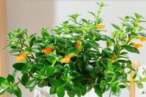 芹菜喜阴还是喜阳？剖析芹菜光照需求（探究芹菜的生长环境、光照对芹菜的影响以及适宜的种植方法）