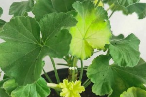 天竺葵烂叶子的原因及处理方法（探究天竺葵烂叶子的成因和有效应对措施）