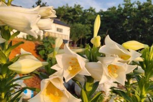 以盆养的百合花护理指南（百合花养护技巧、水肥管理及常见病虫害防治）