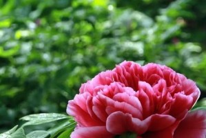 解读独立的花语（探究独立这一主题在各种花卉中所代表的意义）