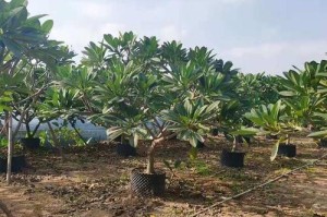 如何正确修剪鸡蛋花树？（剪枝时间和方法详解，让你的花树更美丽）