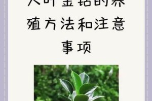 红钻养殖全攻略（如何养殖红钻？注意事项大揭秘！）