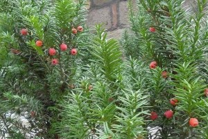 如何合理配置土壤种植红豆杉（从土壤酸碱度到养分含量，打造适宜红豆杉生长的土壤）