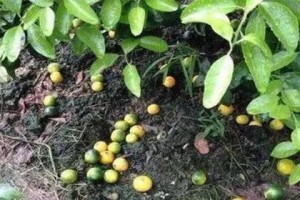 红枣落果原因剖析（揭秘红枣落果的神秘面纱）