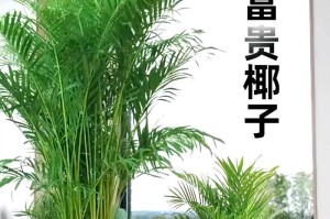 代表富贵的植物（探寻财富、吉祥、福气之源）
