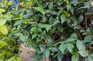 成功栽培野山茶花的秘诀（掌握适宜的环境和养护技巧，让野山茶花茁壮成长）