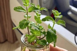 驱蚊草的种植与栽培方法（一步步教你如何种植驱蚊草，让你夏日不再被蚊虫困扰）
