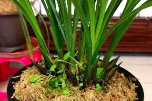 塔柏的水浇灌管理技巧（了解塔柏的生长特点，科学浇灌更省心）