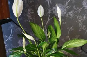 白掌花的养殖方法（打造自己的白掌花园）