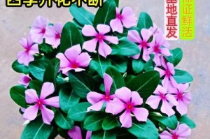 如何制作优质长春花土（配方、材料、步骤、注意事项）