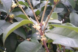 桂花树开花有毒吗？（揭开桂花树的神秘面纱）