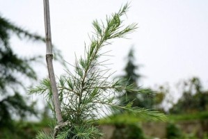 雪松盆栽的养护与管理（掌握关键技巧，让雪松茁壮成长）
