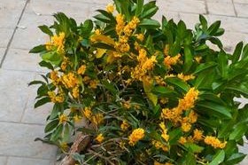 探秘桂花树耐寒极限（多少度能让它“冻”在原地？桂花树、耐寒、极限）