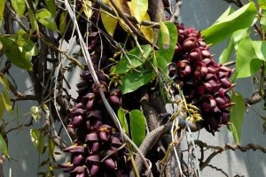 油麻藤开花需要几年时间？（探究油麻藤生长速度及开花特点，了解如何快速开花）
