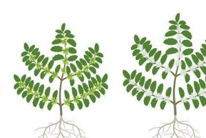 红豆种植指南（从种植时间到收获全面解析，轻松掌握种植技巧）
