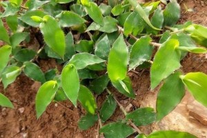 象征友谊长存的植物（15种能体现深厚友谊的植物）