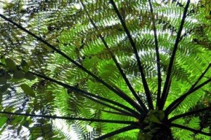 红杉不是裸子植物，而是针叶树（探究红杉的生物分类和特征）