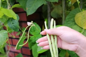 从种子到收割（探究豆角的成长奥秘，让你成为豆角种植的专家）