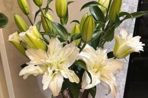 如何养护百合花期（百合花期养护管理技巧，打造绚丽花园）