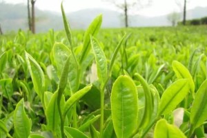 红茶采摘时间与收获季节（探究红茶采摘的最佳时间和适宜季节）