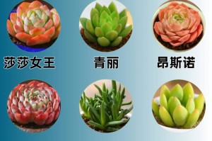 打造青丽多肉植物的绿色世界（养护技巧与经验分享）