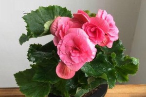 四季海棠的四季开花之美（落英缤纷，绚烂多彩的花海）