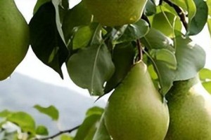 梨树的花果生长周期剖析（探究梨树开花、结果的时间规律和影响因素）