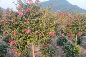 茶梅叶子掉完了，如何补救？（探索茶梅叶子掉落的原因及相应的解决方法）