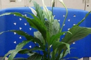 白掌安全越冬养护方法（如何让您的白掌在寒冷冬季健康茁壮成长）