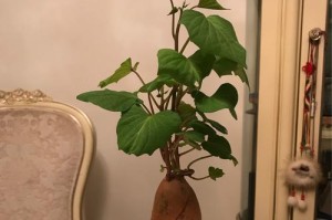 水养红薯的全程指南（掌握这些技巧，让红薯生长更健康）