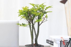 小叶紫檀的养殖方法（打造您家的紫檀宝贝）