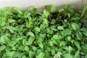 干树叶是种优质有机肥料（从废物到宝藏，干树叶也能变身为肥料了）