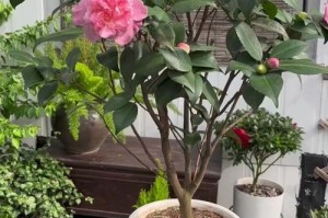 茶花树修剪造型技巧（打造美丽的茶花树——茶花树修剪造型的技巧与要点）
