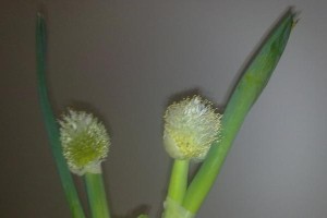 大葱开花时间及影响（探究大葱开花对产量的影响）