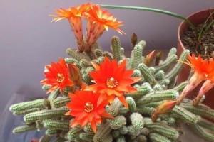 如何养护仙人指开花后的植物（掌握关键技巧，让仙人指绽放更美丽）