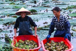 鸡头果种植条件与产地的研究（探究鸡头果的生长环境与地理分布）