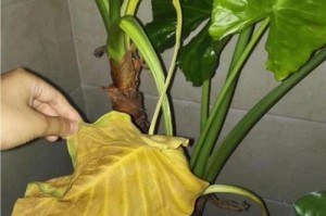 阿司匹林浇水观音的正确方法（如何使用阿司匹林给观音浇水？/阿司匹林的妙用）
