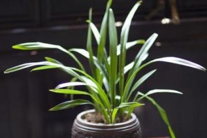 浇淘米水对兰花有益吗？（探究淘米水对兰花生长的影响及使用技巧）