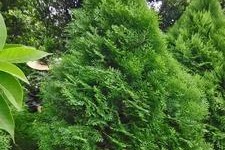 探究柏树的分类和特点（柏树是否属于种子植物？）