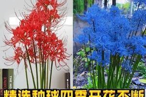 曼珠沙华——室内种植新选择