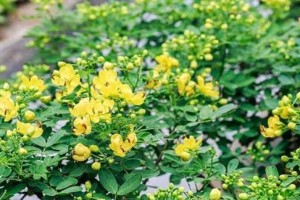 米兰换土的时间和方法详解（如何科学合理地进行米兰换土）