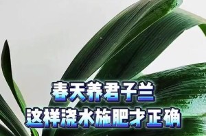 以君子兰花色淡怎么施肥（科学施肥方法保持君子兰花色淡）